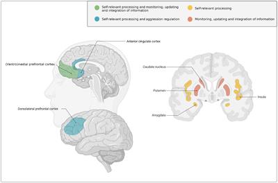 A neurocognitive model of early onset persistent and desistant antisocial behavior in <mark class="highlighted">early adulthood</mark>